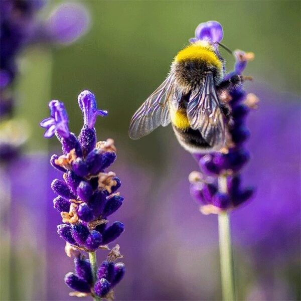 bee-on-lavender