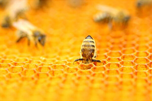 Bee-kaboo2 Bee-kaboo2
