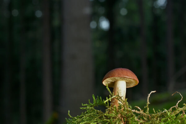 mushroom mushroom