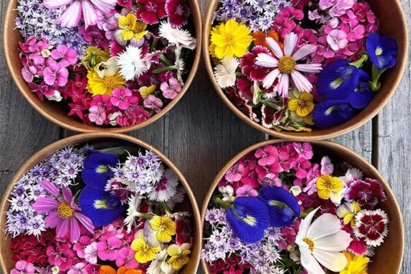 organic-edible-flowrs organic-edible-flowrs